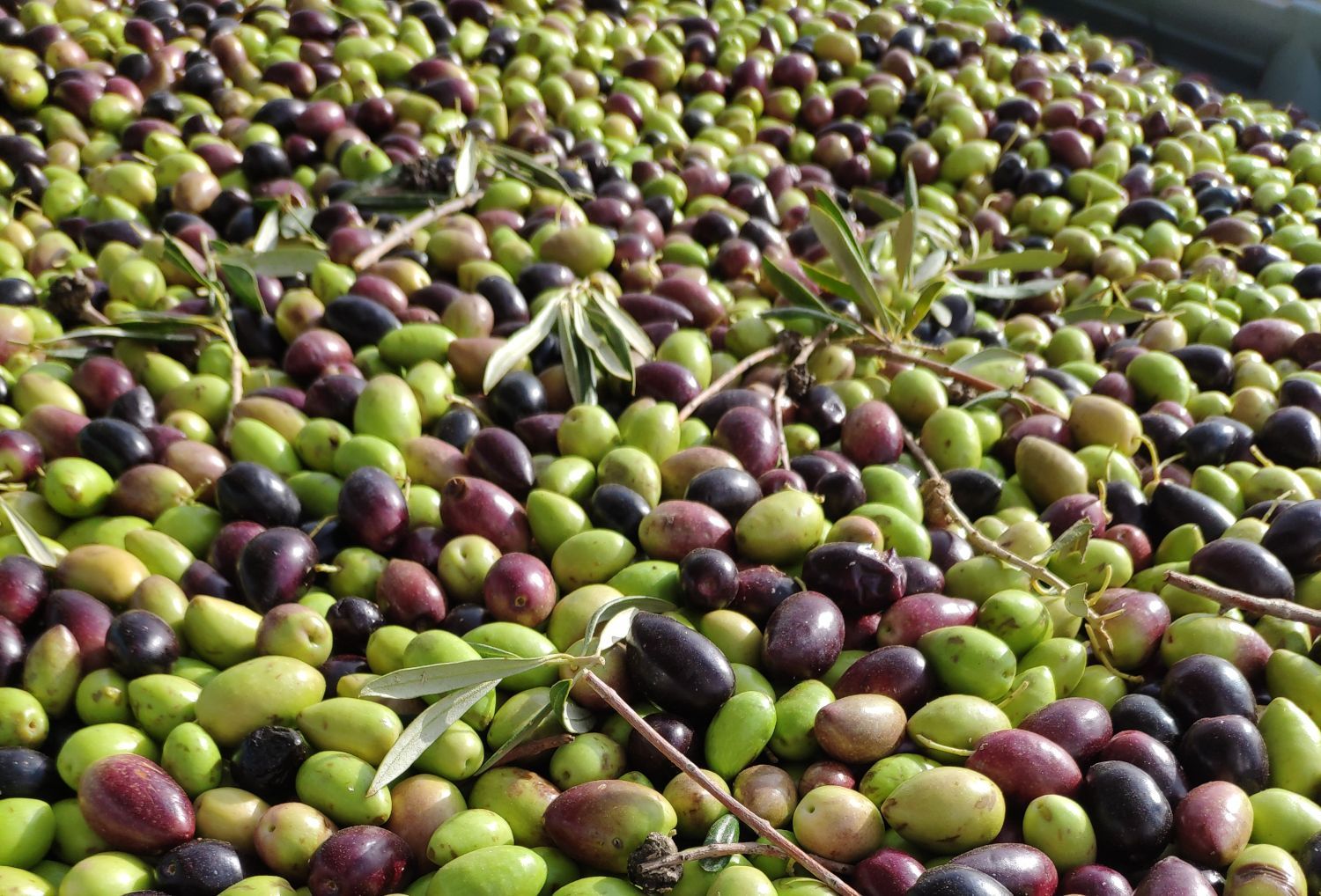 La Denominación de Origen Montes de Toledo finaliza su campaña con 18.000 toneladas de aceituna recogida pese al impacto de la pandemia y la borrasca Filomena