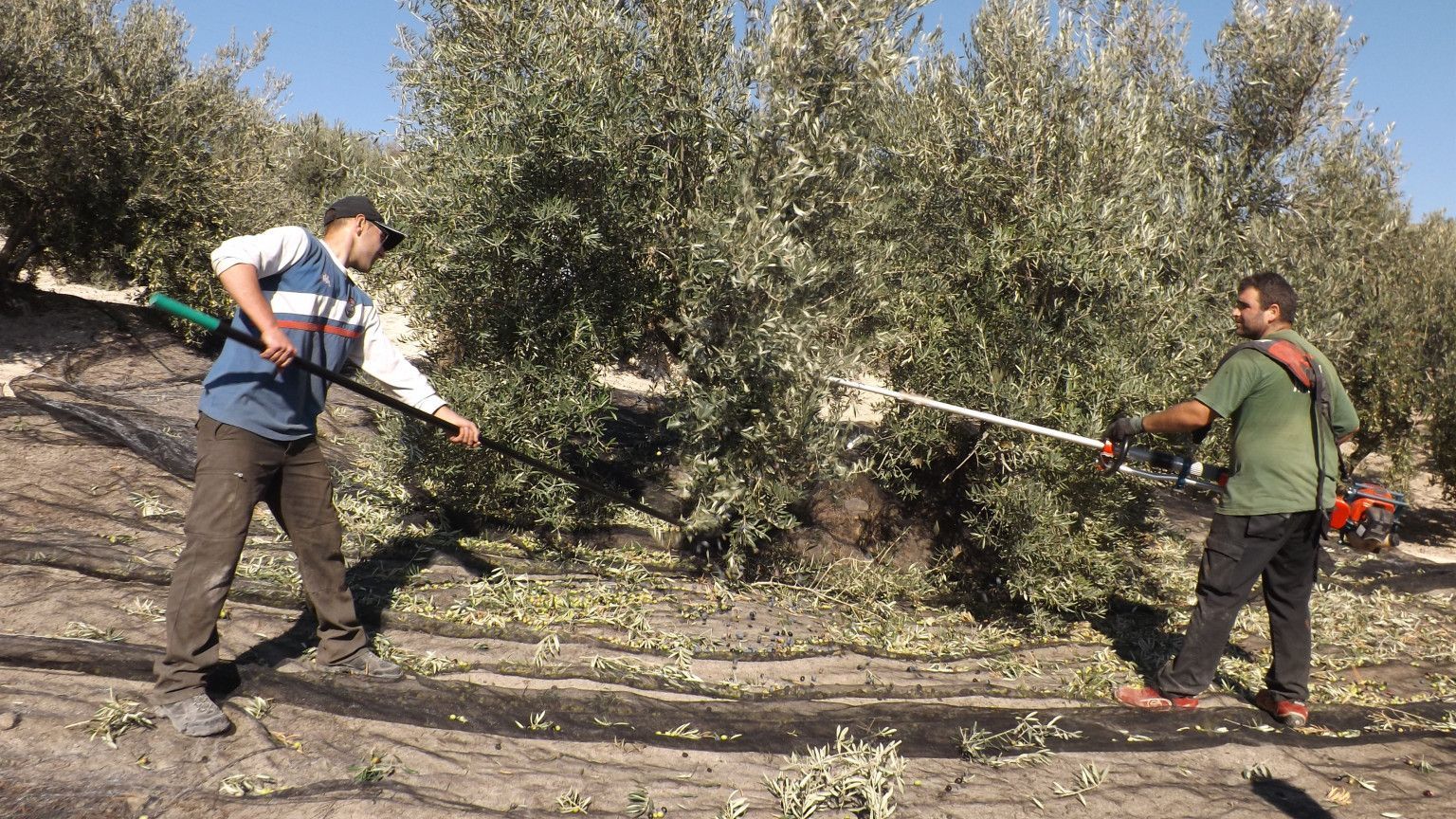 El sector de la aceituna también pide al Gobierno que no implante el Nutriscore