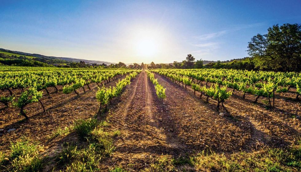 El viñedo de regadío en España supone ya el 40,6% de la superficie total