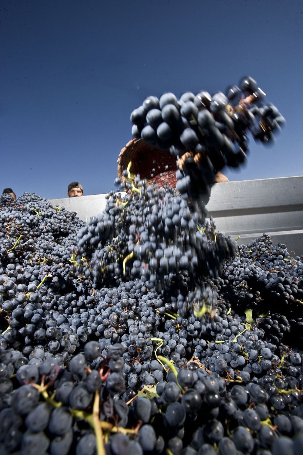 Vino, la crisis que no cesa