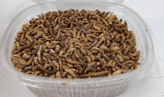 La alimentación del futuro ya es presente: la UE autoriza el consumo como alimento de un insecto