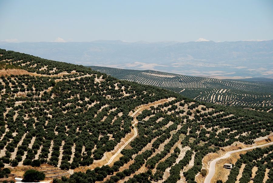 El olivar productivo en España tiene una edad superior a 50 años