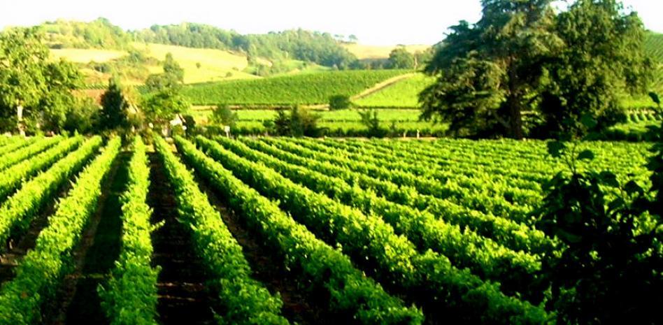 El vino de Alicante pide protección como paisaje histórico ante el empuje de las fotovoltaicas