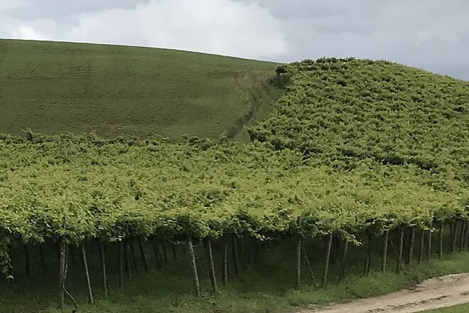 Los vinos vascos quieren conquistar las barras de toda España