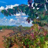 Excelentes resultados de las exportaciones de vino español en el primer trimestre de 2021