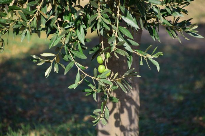 Los precios del aceite de oliva se resienten ante la baja actividad