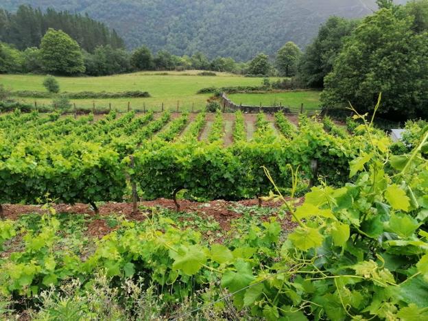 La DOP Vino de Cangas crece en superficie y suma nueve hectáreas más en esta campaña