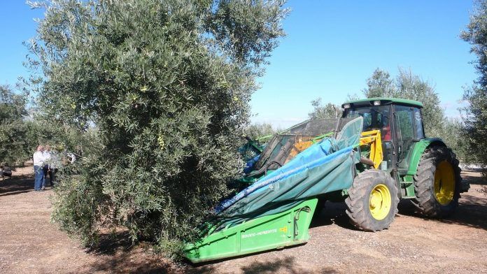 La producción de aceite podría caer la próxima campaña entre un 15 y un 20 por ciento
