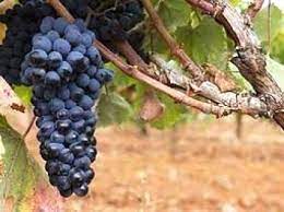 La DO León de vino consigue el certificado que permitirá a las bodegas asumir el autocontrol de su producción