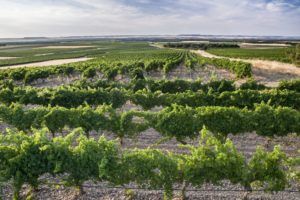 La Bodega Campo Elíseo recibe el premio Travellers’ Choice 2021
