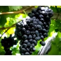 La baja producción no logra impulsar el precio de la uva
