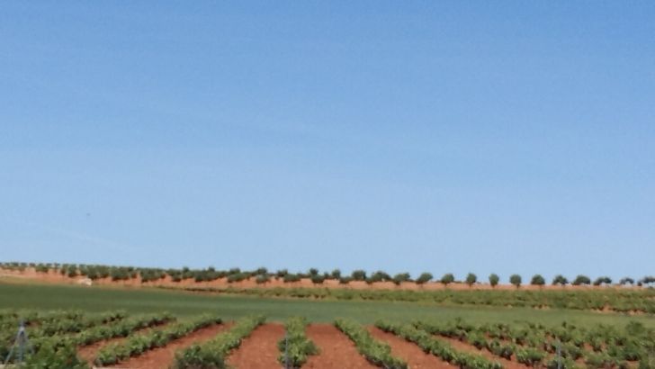 Un buen primer trimestre de 2021 marca la recuperación del comercio mundial de vino