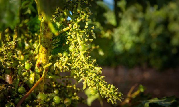Unión de Uniones espera un alza del precio de la uva de vino ante una menor cosecha