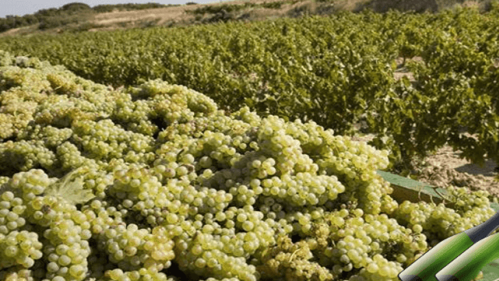 LA UNIÓ denuncia que los primeros precios que se ofertan ya para la uva de cava son ruinosos para los productores