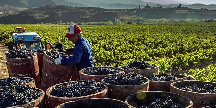 El CRDO de La Rioja continuará defendiendo la unidad de la marca en los tribunales