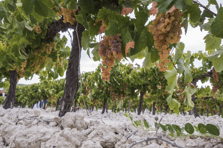 González Byass se apunta al vino ecológico