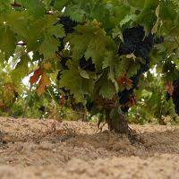 El cierre de la campaña 2020/21 registra un importante aumento de producción y de exportación de vino pero descenso del consumo