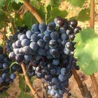 El precio del vino gallego se ha cuadruplicado en 12 años