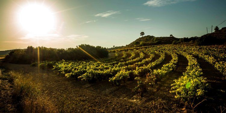 La DO Rioja, satisfecha ante el fracaso por intentar dividirla
