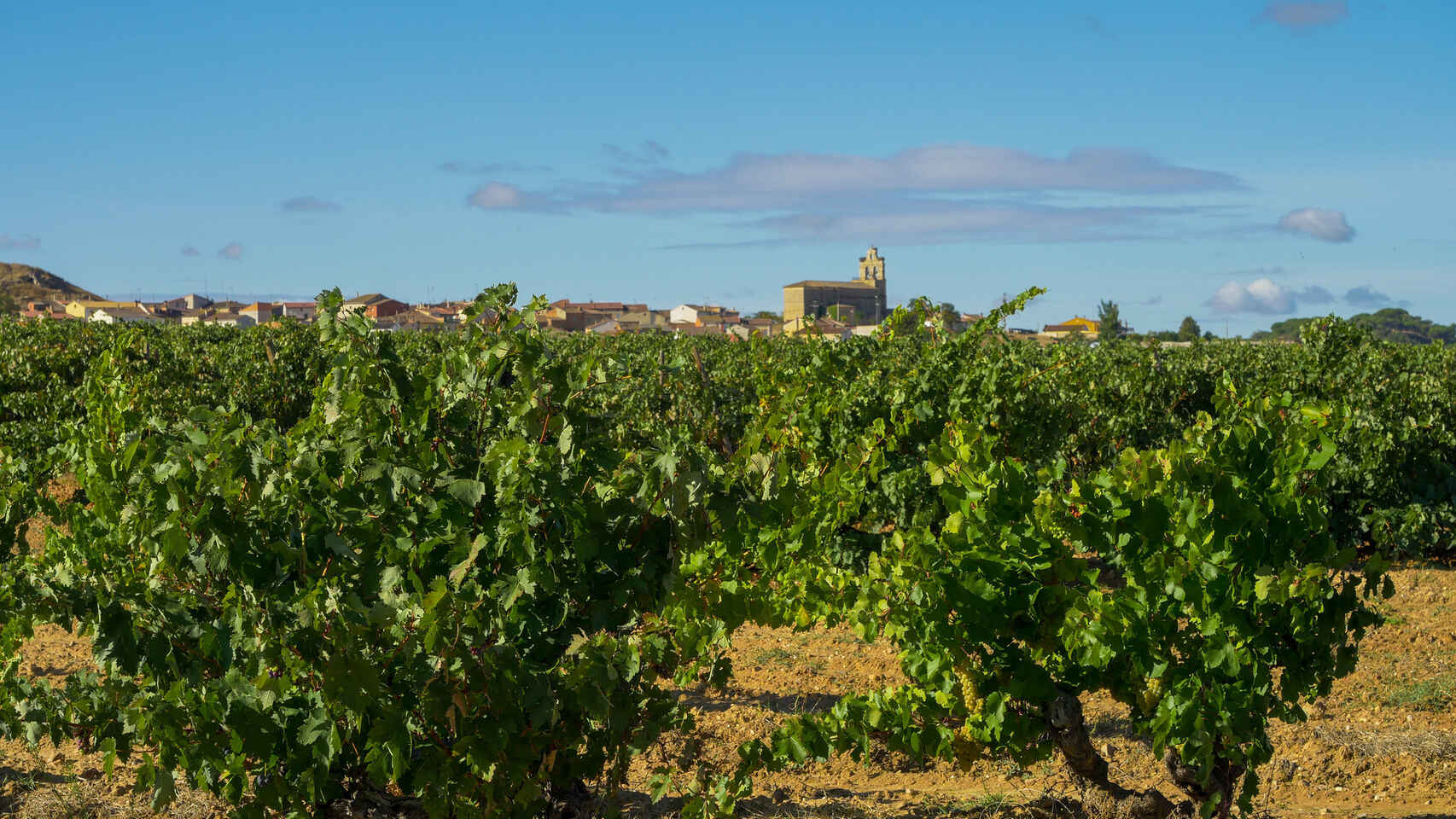 Ribera del Duero no descarta subidas del precio del vino y cierra la vendimia de 2021 con 109 millones de kilos .