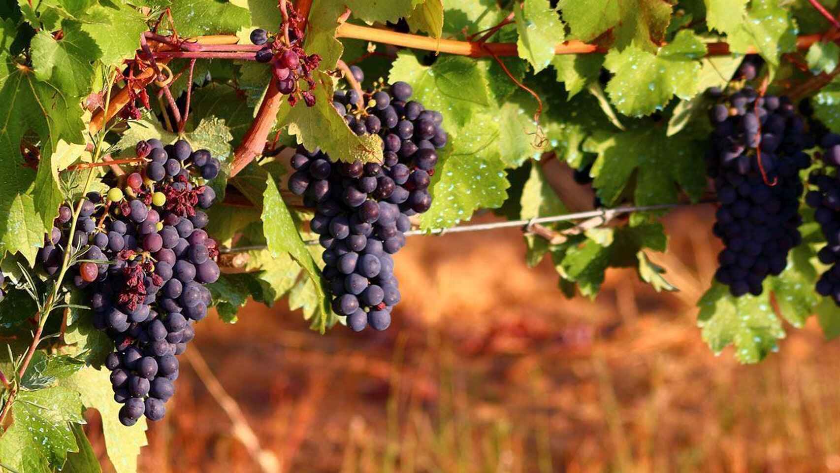 El sector del vino prepara su digitalización: 50 bodegas, tras 10 proyectos que aspiran a fondos europeos .