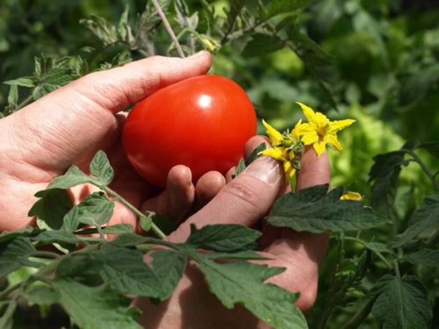El foodtech en España alcanza una inversión de 695 millones