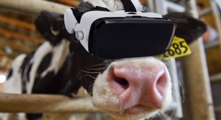 Las vacas descubren el metaverso: producen más leche gracias a un visor