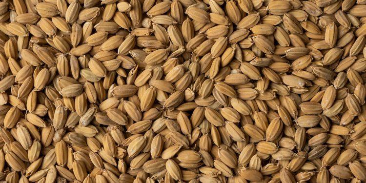 Nomen Foods lanza al mercado malta de arroz para la elaboración de cerveza￼