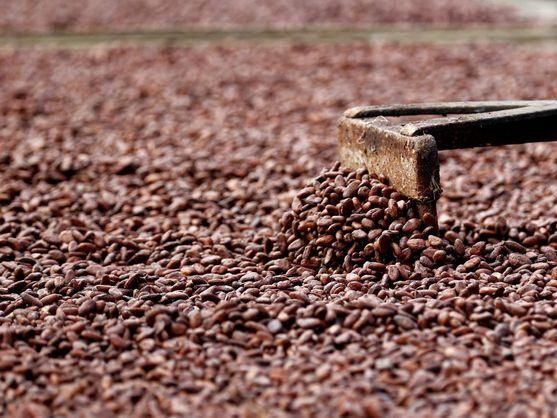 El precio del cacao, en máximos anuales: la sequía de Ghana deja su producción hundida