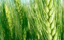 La FAO alerta de «graves riesgos» para la seguridad alimentaria derivados de la guerra en Ucrania