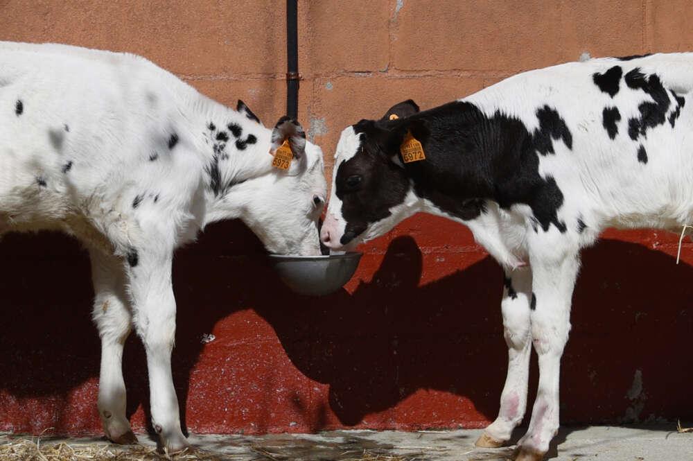 Desabastecimiento en El Corte Inglés: la leche se agota para la compra online