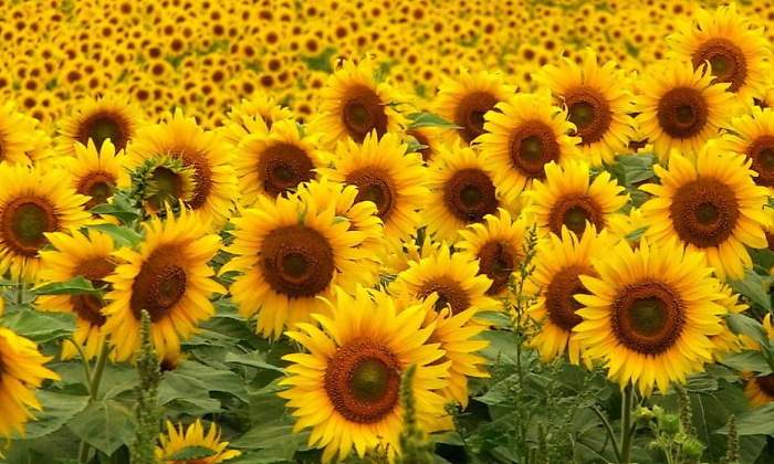 Industria busca ya alternativas al aceite de girasol ucraniano y ruso