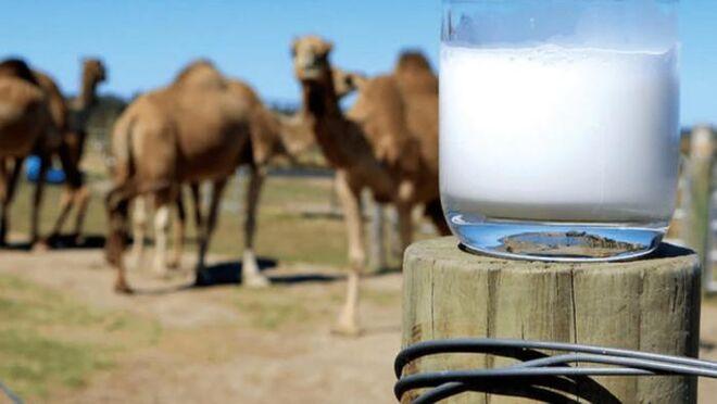 Leche de camella, el producto canario «del futuro» que no quiere ser gourmet￼