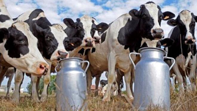 Lactalis, Leito Río y Celega, sancionadas por irregularidades en contratos￼