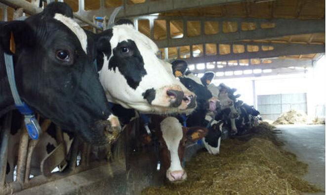 Bruselas aprueba el plan español de 169 M en ayudas para los productores de leche￼
