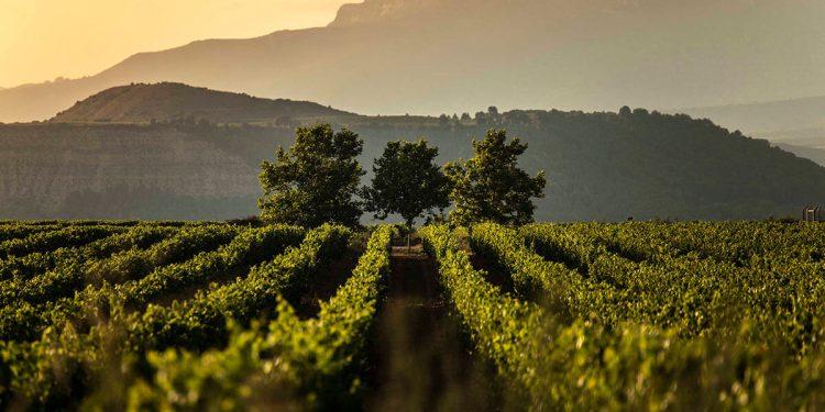 La cosecha de 2021 de Rioja obtiene una calificación muy positiva￼