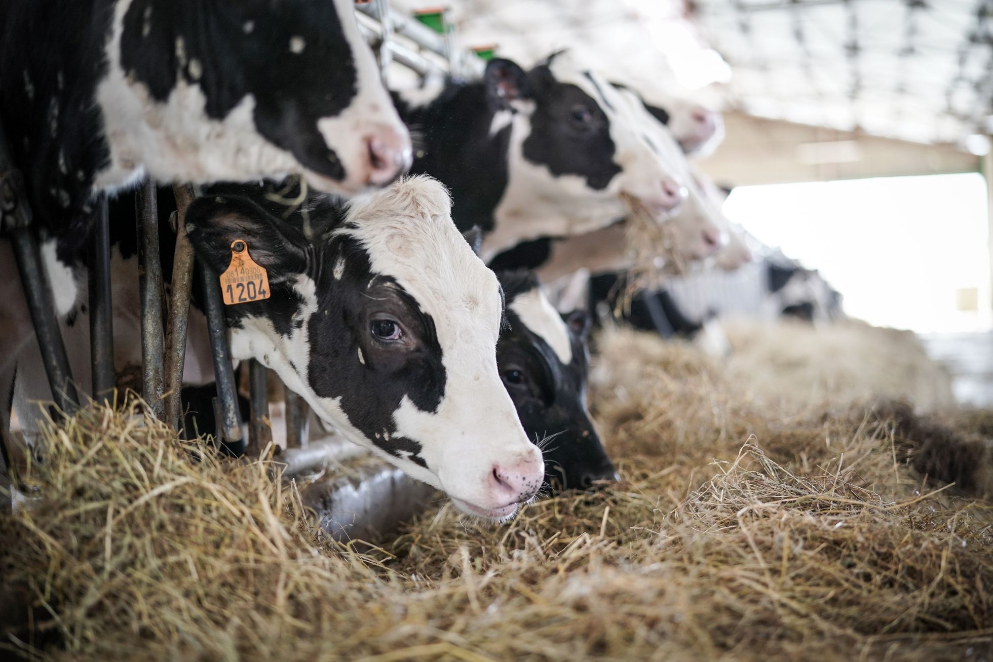 «Es triste vender tus vacas, tus compañeras»: los pequeños ganaderos pierden la batalla de la leche