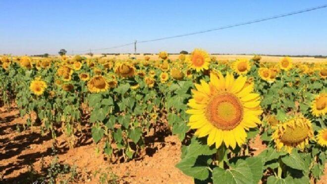 La UE da luz verde al aumento de la superficie de girasol en España￼