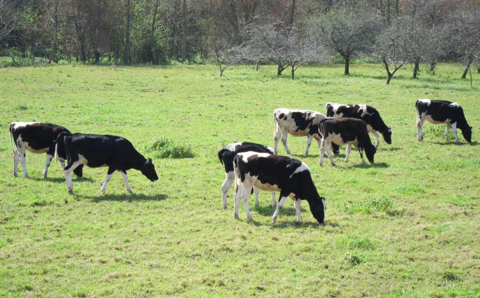 El lío de los plazos para reclamar por el cártel de la leche: los ganaderos aún están a tiempo de demandar