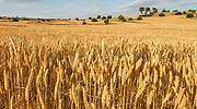 Más amenazas sobre el precio de los alimentos: el calor abrasa hasta el 50% del cereal en España