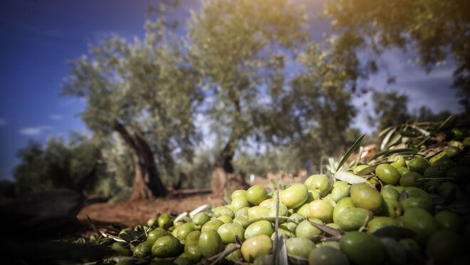 Cifras de récord para las ventas de aceite de oliva￼