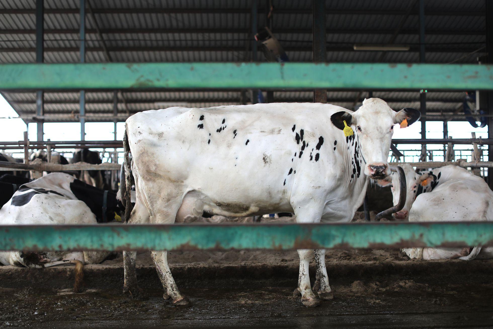 Menos leche y más cara: la guerra pasa factura a productores y consumidores