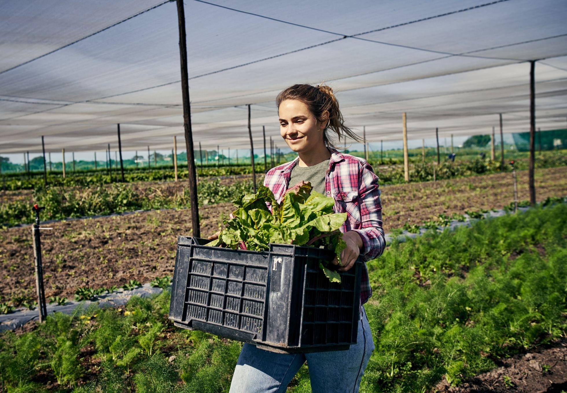 La despensa ecológica gana terreno
