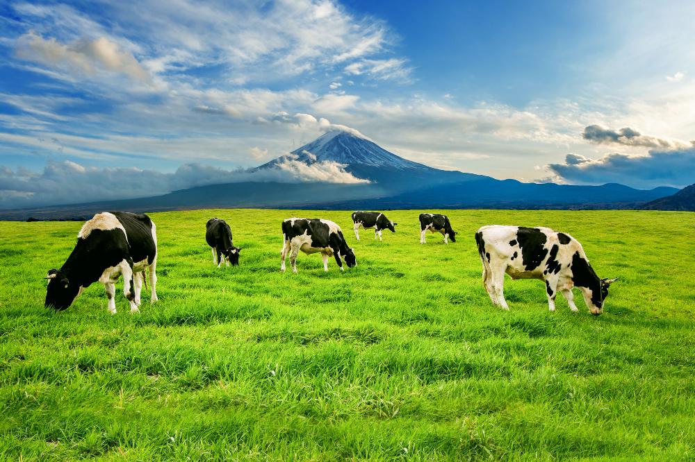 Se abre la puerta a que miles ganaderos afectados por el Cártel de la Leche puedan reclamar