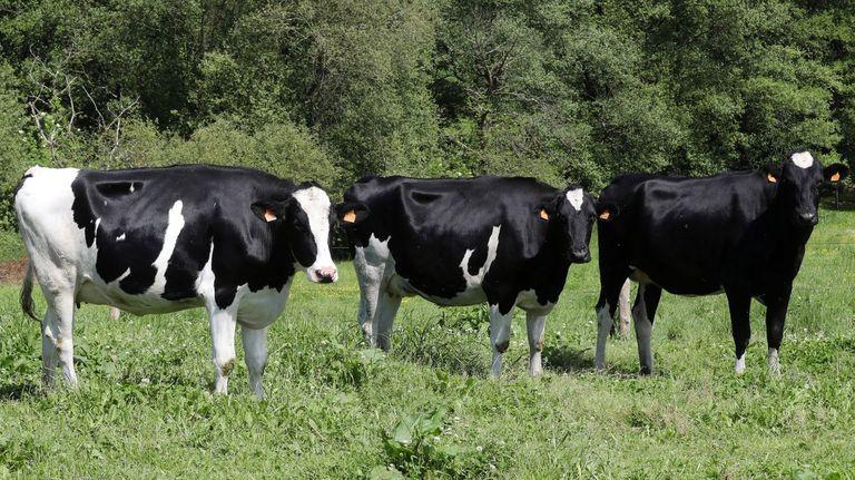 La caída de la producción dispara el precio de la leche en origen￼￼