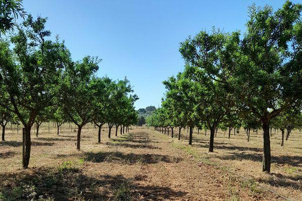Los precios del aceite de oliva en origen se disparan 