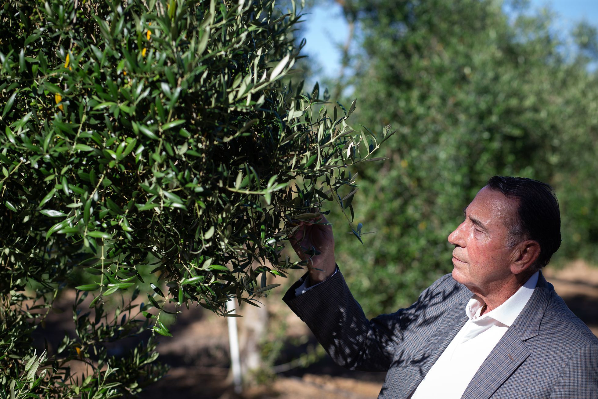 Así son los Gallego, una de las familias más ricas de España gracias a su control en la sombra del aceite de oliva mundial