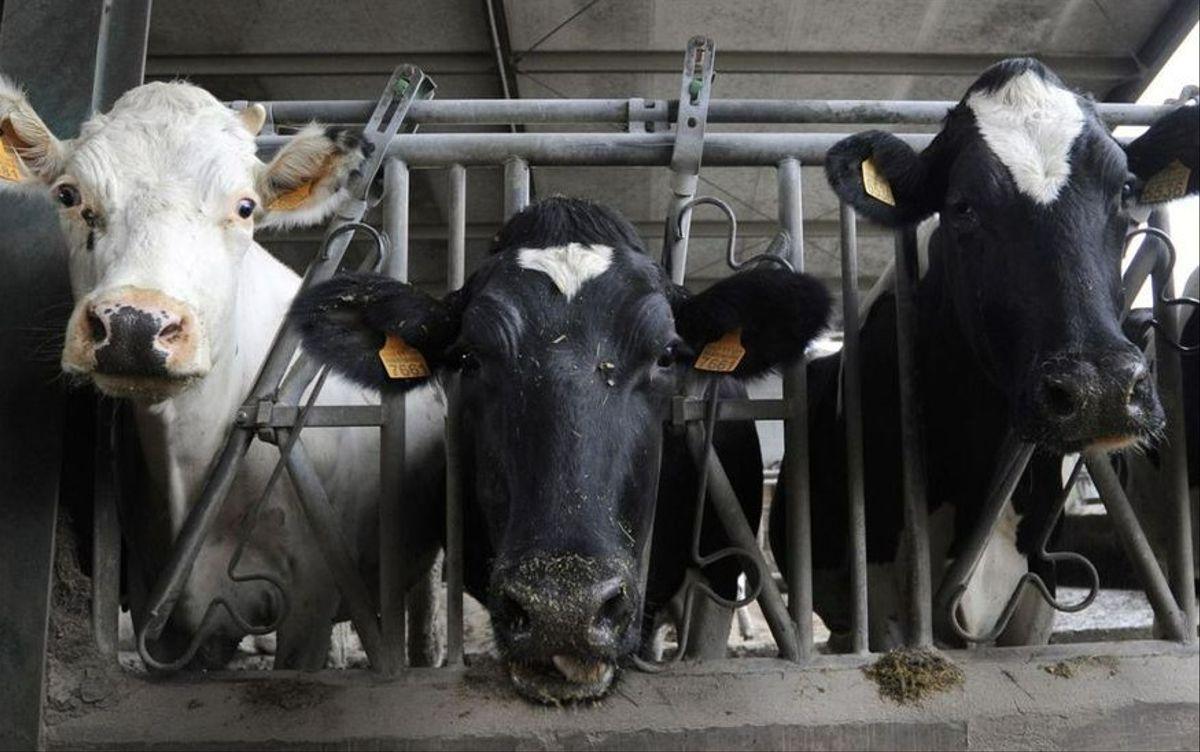 La Justicia europea abre la puerta a que 27.000 ganaderos reclamen contra el cártel de la leche