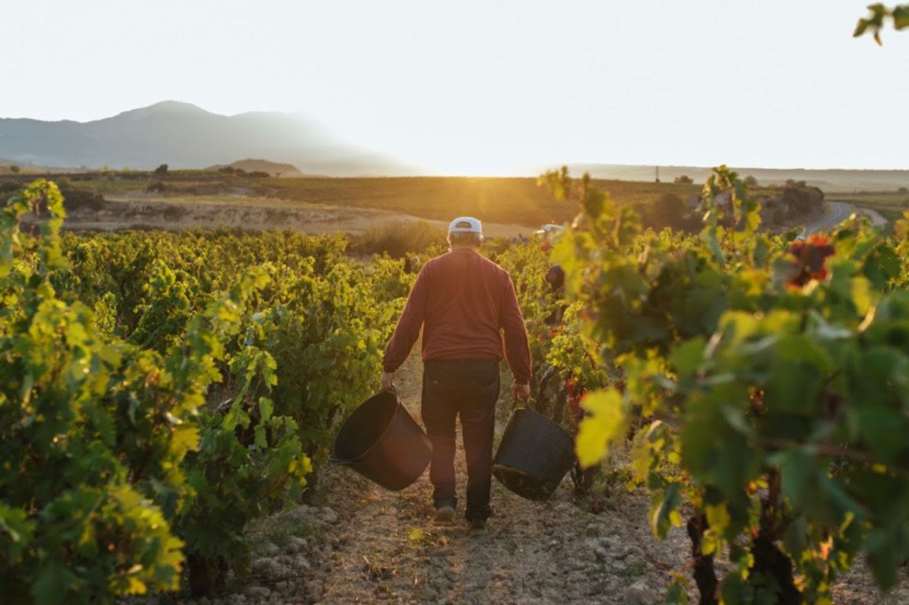 El Consejo Regulador de la D.O.Ca. Rioja aprueba las normas de campaña para la próxima vendimia