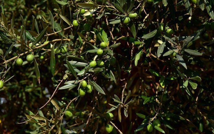 Los precios del aceite de oliva siguen en la espiral alcista